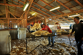 Steam Plains Shearing 022208  © Claire Parks Photography 
